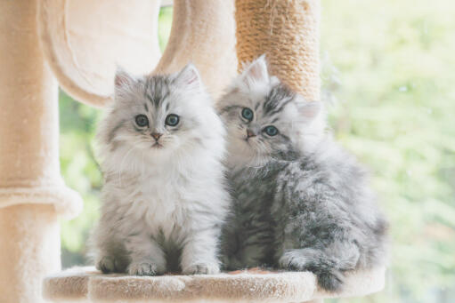 Dwa srebrne tabby perskie kocięta siedzące na drzewie dla kotów