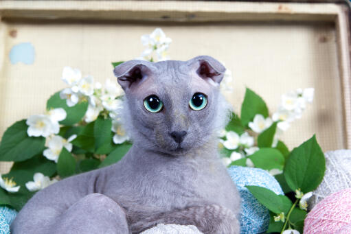 Szary ukranian levkoy kot z dużymi niebieskimi oczami