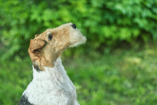 Wire fox terrier pokazuje swój piękny, długi nos i kręconą brodę