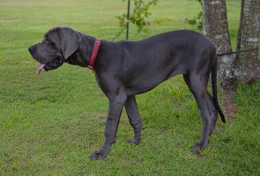 Zdrowy dorosły pies rasy wielkiej, prezentujący swoje niewiaryGodnie wysokie ciało i ogromne łapy