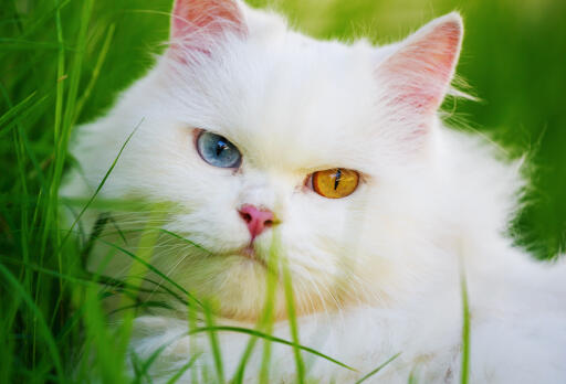 Kot perski o dziwnych oczach w zbliżeniu w trawie