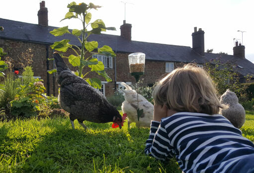 Spędzaj czas z kurczakami, obserwując, jak dziobią swoją zabawkę do dziobania