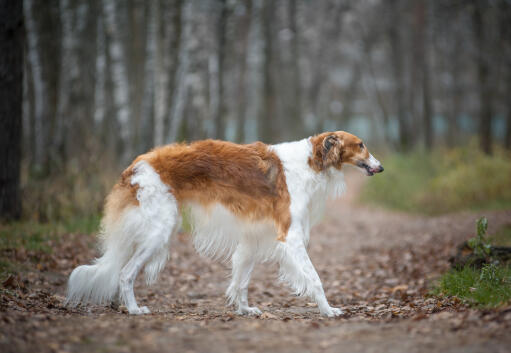 Dog-Borzoi-A_beautiful,_brown_and_whit