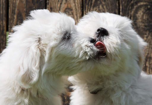 Dwa GorGeous coton de tulears mają psie buziaki