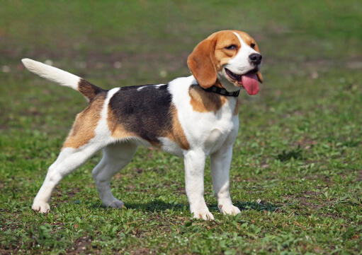 Szczeniak beagle z wyciągniętym językiem i oGonem w powietrzu