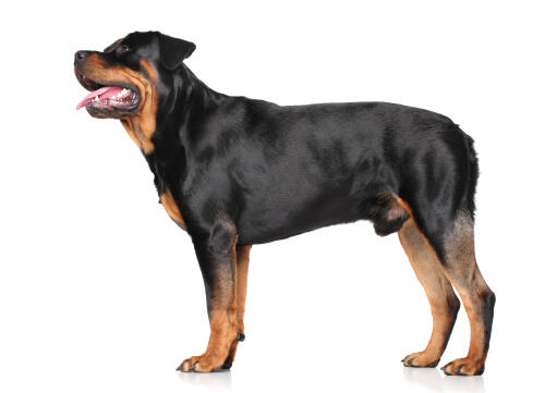 GorGeous adult male rottweiler standing high, showing off its muscular physique
