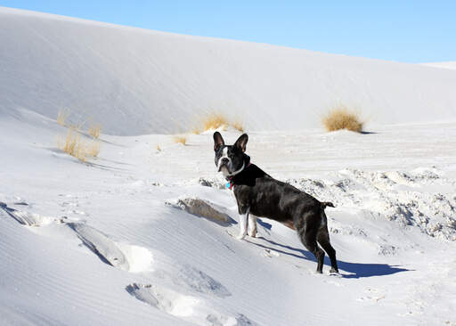 Piękny, mały boston terrier korzysta z ćwiczeń w Snow