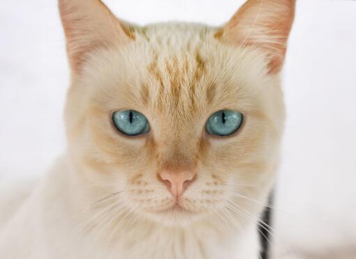 Ginger ojos azules o intensywnych oczach patrzących prosto przed siebie