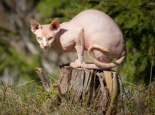 Atletyczny kot rasy sfinks