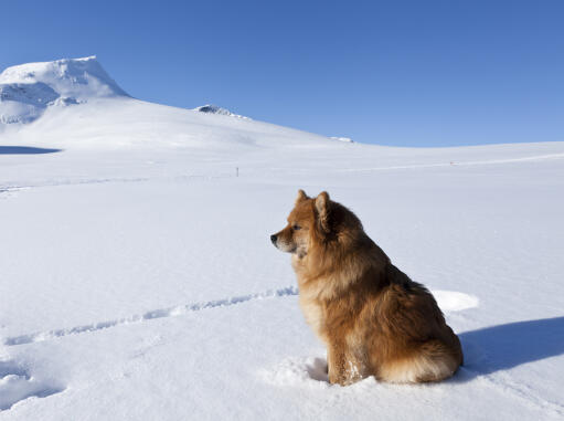 Piękny lapphund finlandzki o gęstej, miękkiej sierści, siedzący w Snow