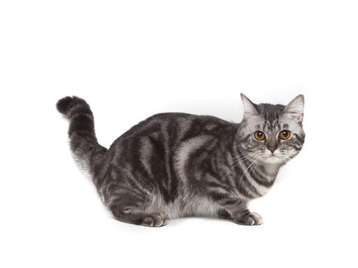 śliczna szara marmurkowa kotka amerykańska krótkowłosa