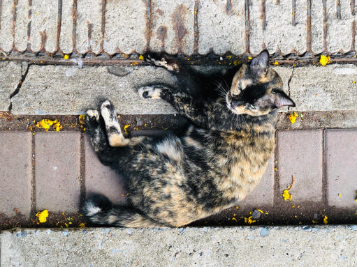 Kot azjatycki szylkretowy leżący na chodniku z góry