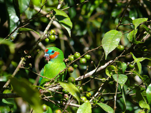 Piękna dwuoczna papuga fiGowa, żerująca na drzewie