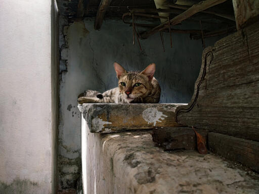 Kot sokoke odpoczywający na ścianie