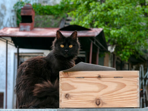 York czekoladowy kot obok drewnianej skrzynki