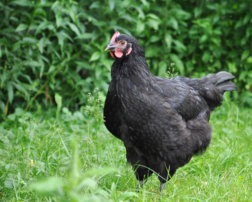 Australorps - kurczak - czarny