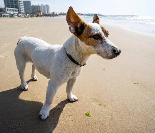 Jack russell terrier odpoczywa na plaży, pokazując swoje piękne, duże uszy