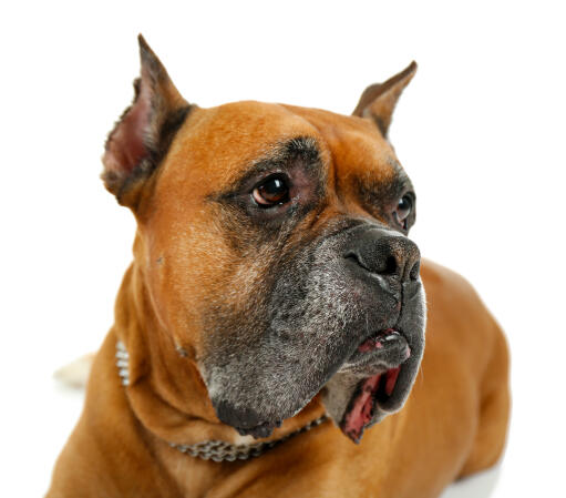 Zbliżenie przystojneGo psa rasy bokser z klapniętymi wargami i spiczastymi uszami