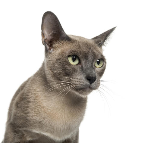 Młody kot tonkijski z jasnozielonymi oczami