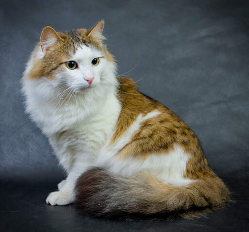 Czujny kot dwubarwny rudy pręGowany ragamuffin