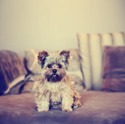 Uroczy, mały yorkshire terrier siedzący grzecznie na sofie