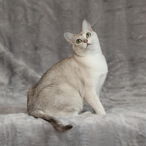 Piękny kot azjatycki burmilla o srebrzystym umaszczeniu