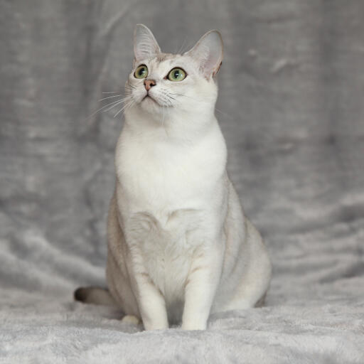 Uroczy kot azjatycki burmilla z białą klatką piersiową i zielonymi oczami