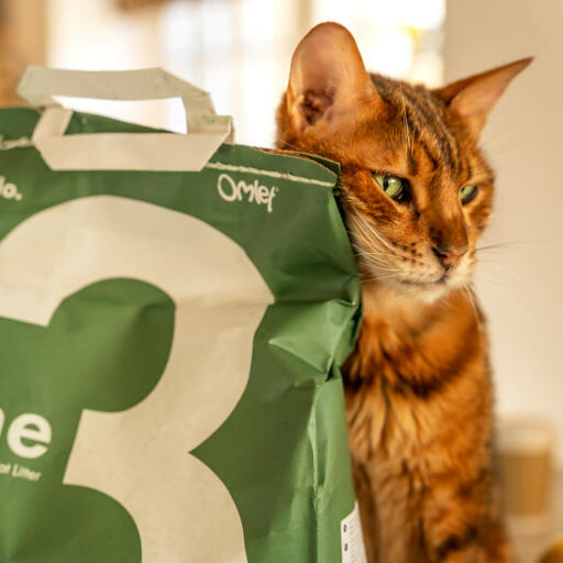 Kot ociera się o Omlet 3 soSnowy worek na żwirek dla kotów