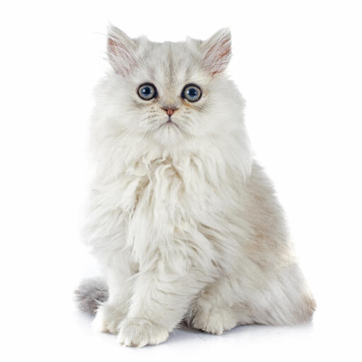 śliczny kotek perski szynszylowy