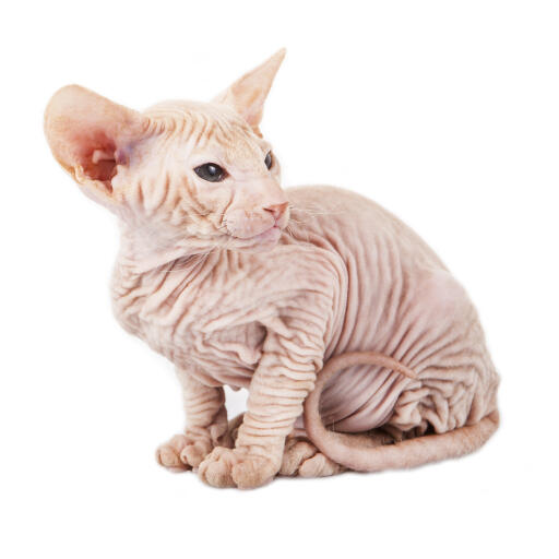 Bezwłosy kot peterbald o pomarszczonej skórze