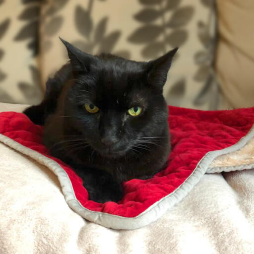 Czarny kot siedzący na Luxury cat christmas blanket