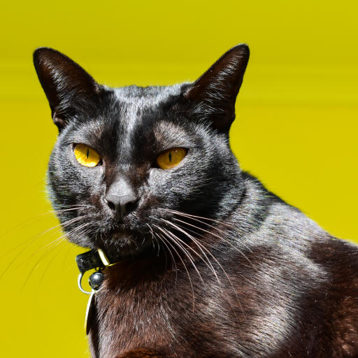 Kot mandalajski z bliska na żółtym tle