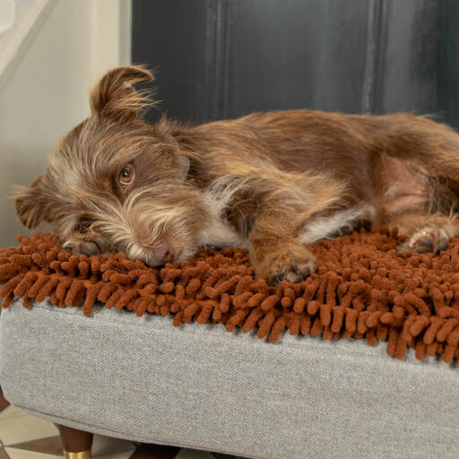 Pies leżący na Omlet Topology leGowisko dla psa z nakładką z mikrofibry z mosiężną nakładką drewniane nóżki