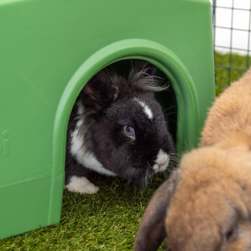 Zippi budka dla królików zielona