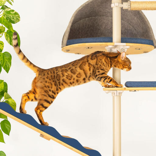 Kot wspinający się pomiędzy platformami kocieGo drzewa.