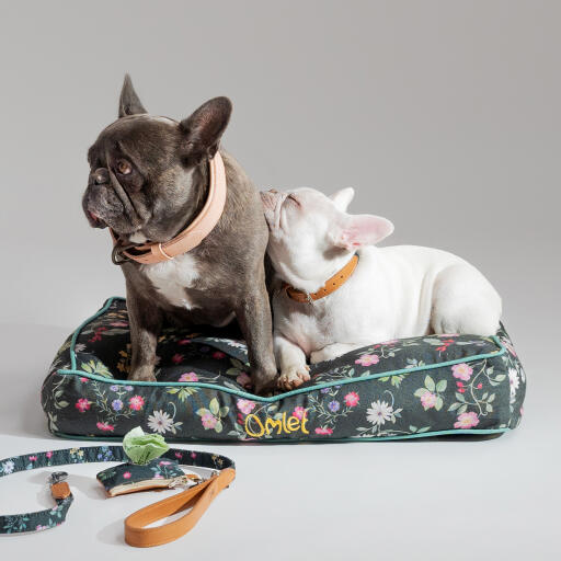 Buldogi w designerskim leGowisku dla psów z małą poduszką