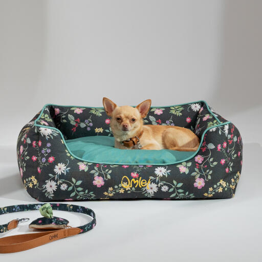 Chihuahua leżący w łóżku Omlet nest we wzorze midnight meadow