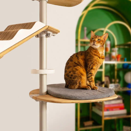 Kot na Freestyle platforma z poduszkami od podłogi do sufitu drzewko dla kotów
