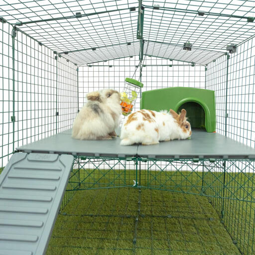 Dwa króliki skubiące w despencerze smakołyków na wybiegu dla królików Omlet.