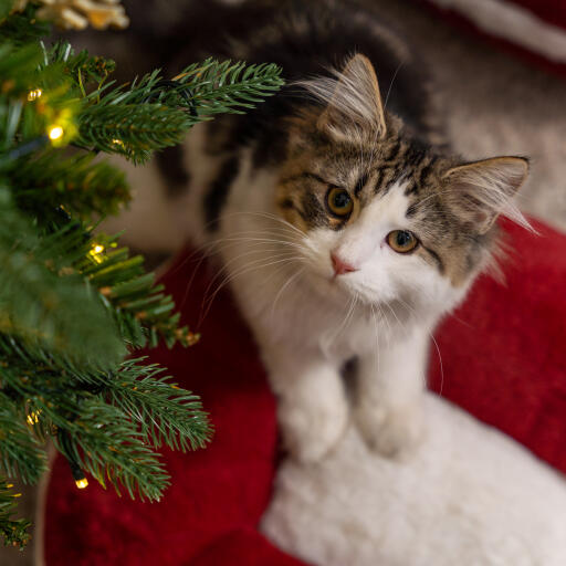 Kotek w Omlet świąteczne leGowisko dla kota