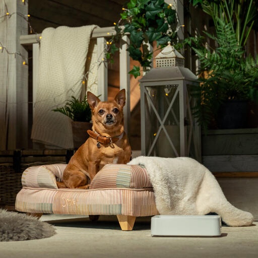 Chihuahua odpoczywający w leGowisku dla psów pawsteps natural bolster