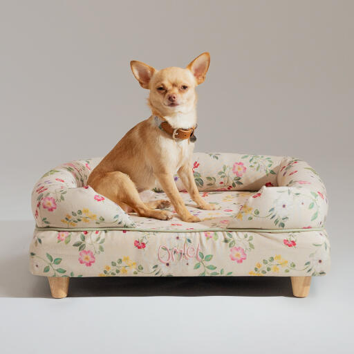 Chihuahua siedział na bolsterze psie łóżko poranna łąka