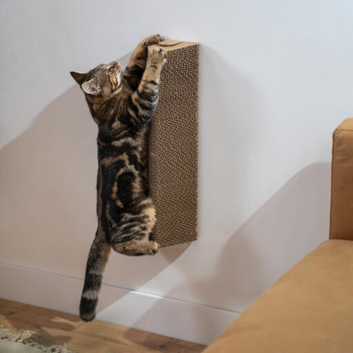 Kot bawiący się drapakiem zamontowanym na ścianie