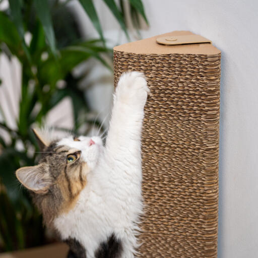 Kot bawiący się drapakiem zamontowanym na ścianie
