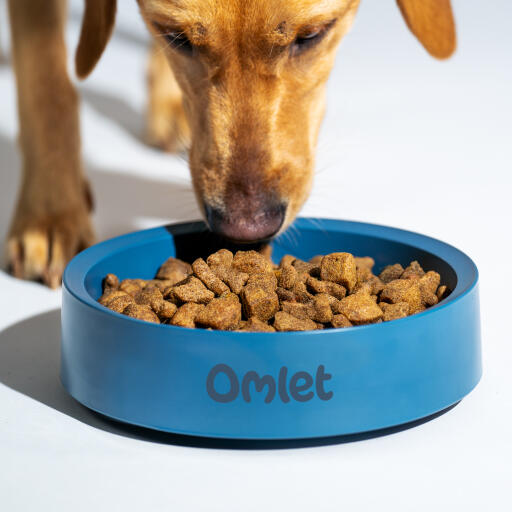 Retriever jedzący z miski dla psa Omlet w kolorowej burzy