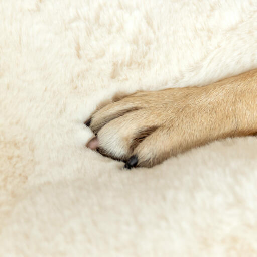 Zbliżenie psiej łapy na Omlet Topology podkładka z owczej skóry