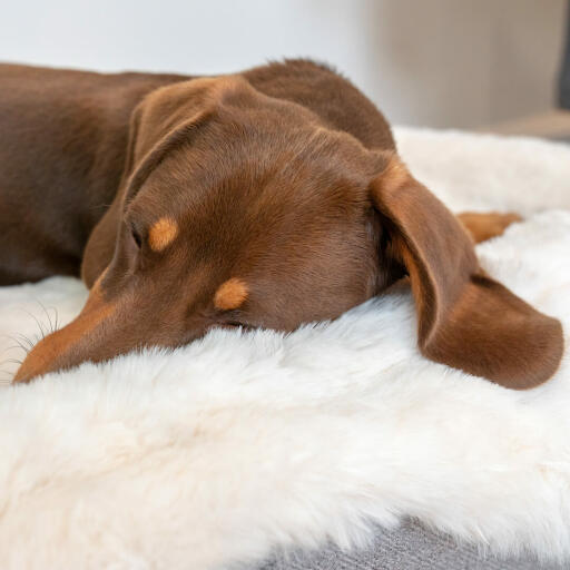 Zbliżenie jamnika śpiąceGo na Omlet Topology leGowisko dla psa z nakładką z owczej skóry