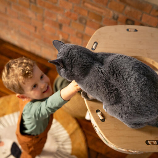 Mały chłopiec sięgający do kota w krytym hamaku dla kota Freestyle 