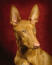 Zbliżenie pięknej, krótkiej sierści i dużych, spiczastych uszu psa faraona