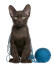 Ciemnobrązowy kotek w kolorze hawana, pokryty wełnianym sznurkiem
